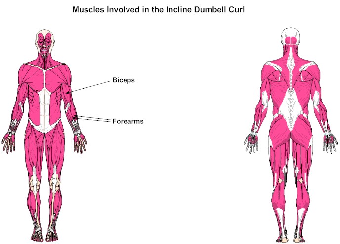 Muscles Involved in the Incline Dumbell Curl